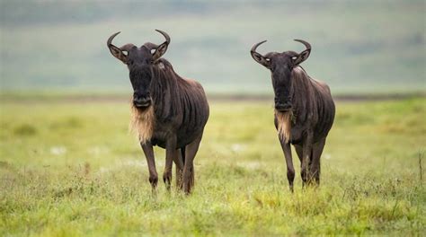Index of /gnu.